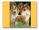 Ever After Collies