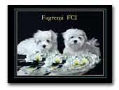 Fagremi Maltese kennel