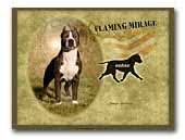 Flaming Mirage American Staffordshire Terriers