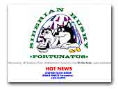 Siberian Husky Fortunatus