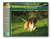 Semper Cordis - Basset Artesien Normand