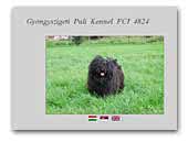 Gyongyszigeti Puli Kennel