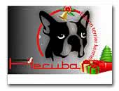 Hecuba Boston Terrier