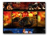 Himaldog - Tibetan Mastiff Kennel