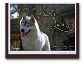 Hisaris land Siberian Husky