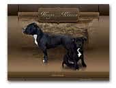 Hugs and kisses stafordshire bull terrier & english bulldog