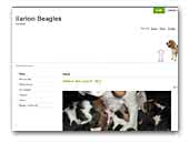 Ilarion Beagles