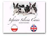 Inferior Silesia Canis - Boston Terriers