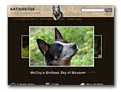 Katawatha - Australian Cattle Dog