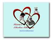 Katrin's Schecken Schnauzer Parti Schnauzer and Zwergschnauzer