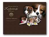 Bursztynowy Zakatek kennel - Kooikerhondje