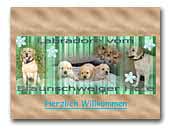 Labrador vom Braunschweiger Hofe