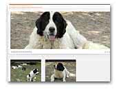 Allevamento My Soul Landseer