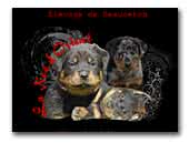 Beauceron de la Noé d'Orient