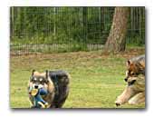Cadamostos Finnische Lapphunde