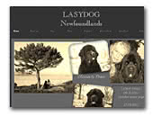 Lasydog Newfoundlands