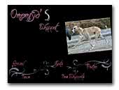Omemryd's-Whippet-Kennel