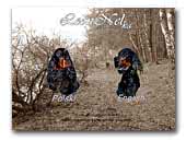 Leonnelka FCI- Gordon Setters Kennel