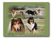 Aydeen Collies
