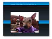 lovinghairlessdogs.be