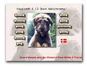 Tiocfaidh'a'la-Irish-Wolfhounds
