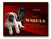 Kennel Marula + South African Boerboel and Cane Corso
