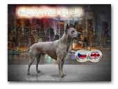 MightyThai by LA - Thai Ridgeback kennel