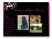 Molnars Goldene Bearen Neufundländer und Chow Chow Zucht