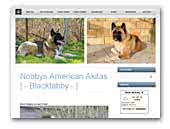 Blacktabby | Nobbys American Akitas