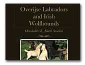 Overijse Labradors and Irish Wolfhounds