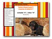 Pauro di Mar Dachshund Miniature Longhair