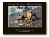 Petit Magot French Bulldog