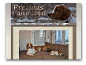 Precious and Loyal - Welsh Springer Spaniels