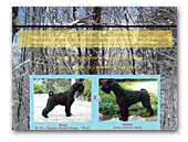 Rodopa Mountain Standard/Mittel Schnauzer