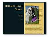 Belluchi Royal Snow samoyeds