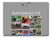 Seasidemastiffs