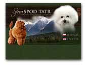 Sfora spod Tatr Bichon Frise, Poodle Toy, Russian Toy Terier