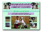 Sharandanes Great Danes