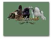 Shikarah Hounds & Poodles