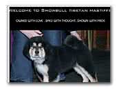 Showbull Tibetan Mastiffs