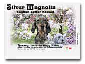 Silver Magnolia English Setter