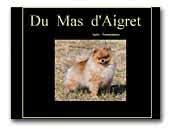 élevage de poméranian du Mas d'Aigret