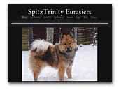 SpitzTrinity Eurasiers