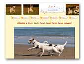 Stormy Devil's Parson Russell Terrier