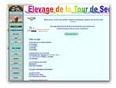 de la Tour de Senlis Elevage Familial Bichons Havanais