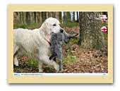 Baltic Golden