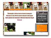 White Aurora Samoyeds and Bernese Mountain Dogs
