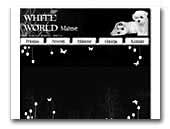 White World Maltese