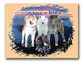 Akita u Izis FCI - Akita & Shikoku Kennel