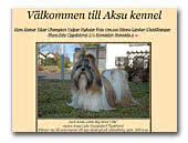Shih Tzu Kennel Aksu